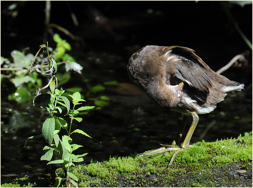 Teichhuhn (Gallinula chloropus)