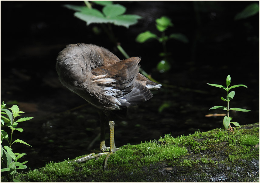 Teichhuhn (Gallinula chloropus)