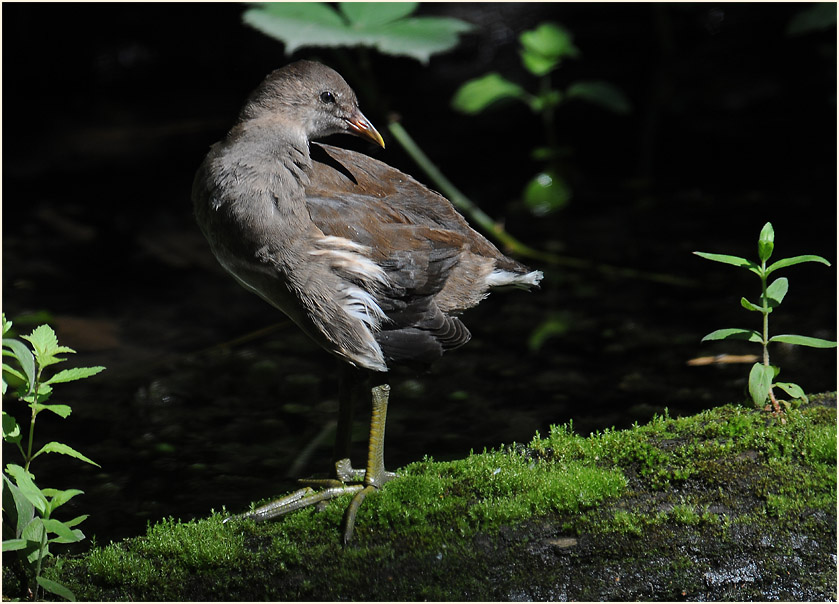 Teichhuhn (Gallinula chloropus)