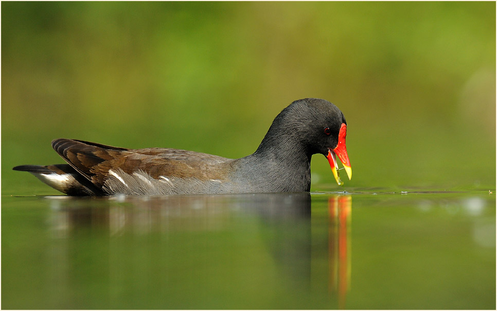 Teichhuhn (Gallinula chloropus)