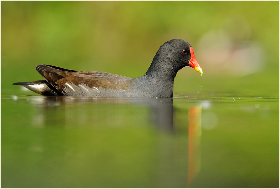 Teichhuhn (Gallinula chloropus)