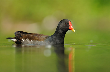 vergrößern