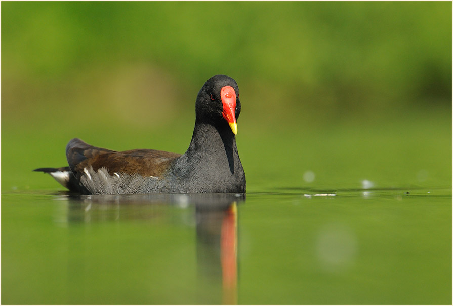 Teichhuhn (Gallinula chloropus)