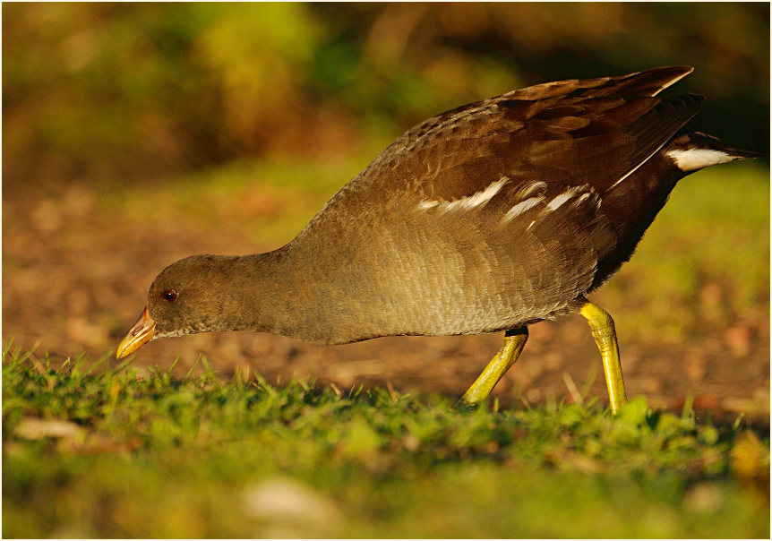 Teichhuhn (Gallinula chloropus)