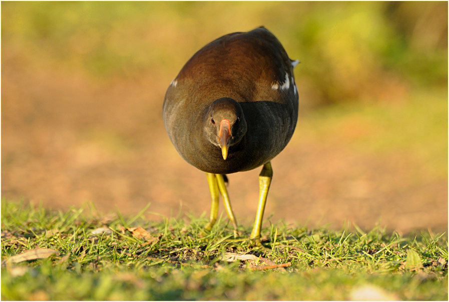 Teichhuhn (Gallinula chloropus)