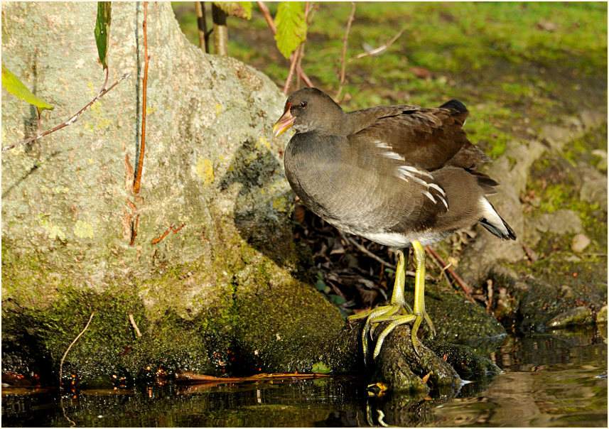 Teichhuhn (Gallinula chloropus)