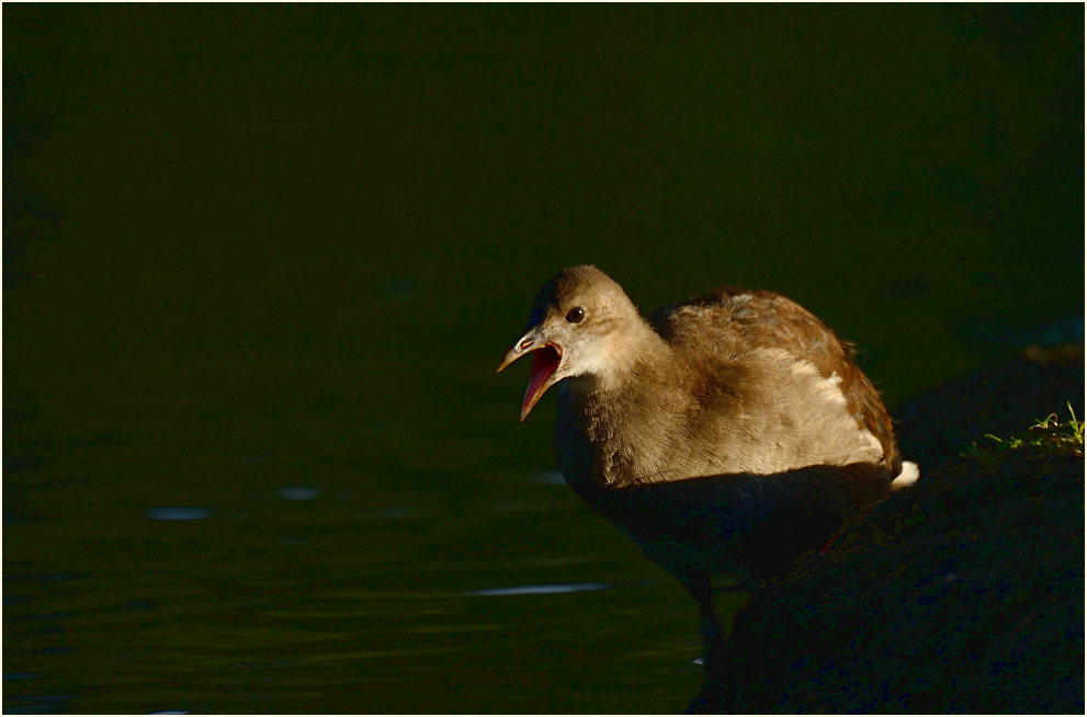 Teichhuhn (Gallinula chloropus)