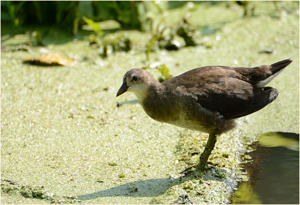 Teichhuhn (Gallinula chloropus)