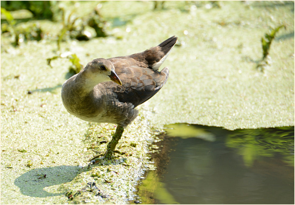 Teichhuhn (Gallinula chloropus)