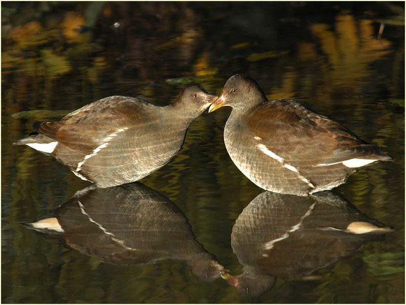 Teichhuhn (Gallinula chloropus)