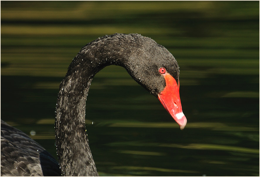 Trauerschwan (Cygnus atratus)