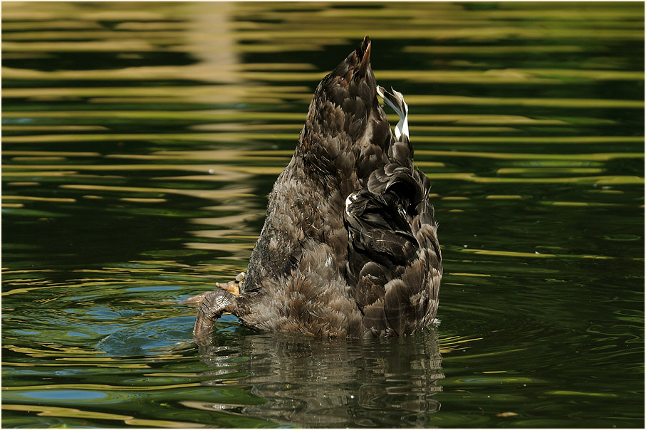 Trauerschwan (Cygnus atratus)