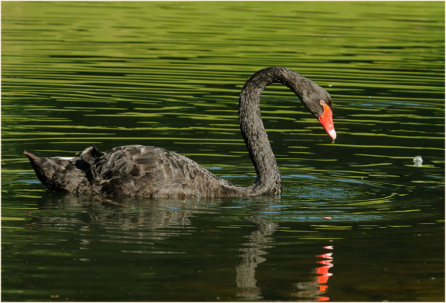 Trauerschwan (Cygnus atratus)