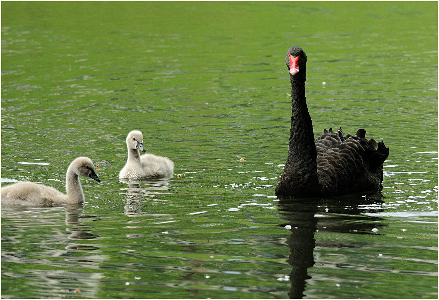 Trauerschwan (Cygnus atratus)