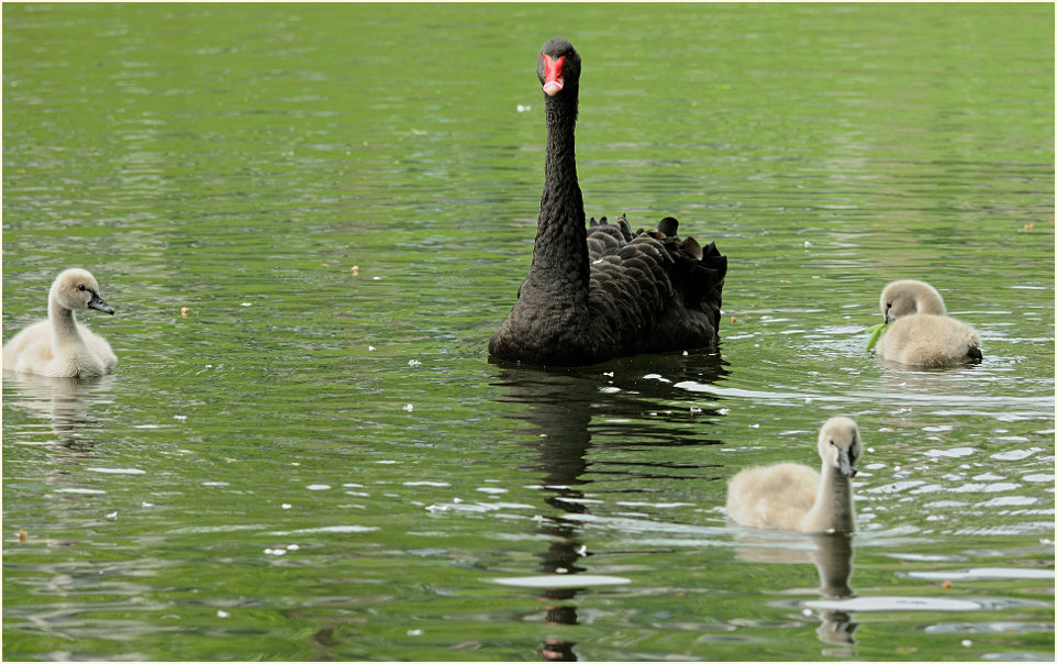 Trauerschwan (Cygnus atratus)