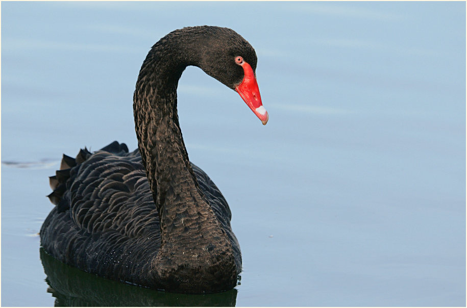 Trauerschwan (Cygnus atratus)