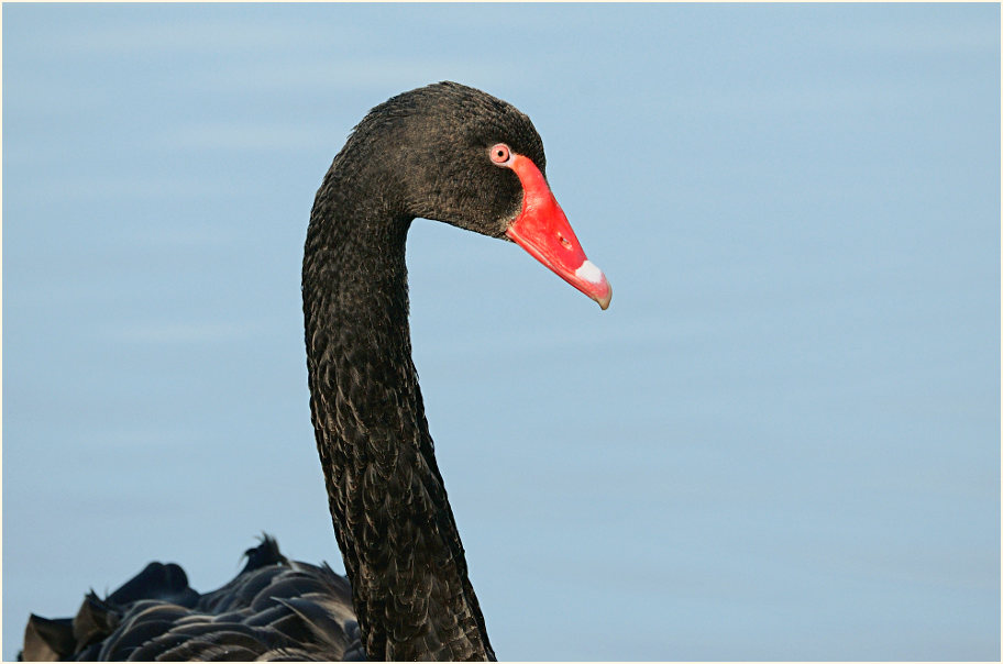 Trauerschwan (Cygnus atratus)