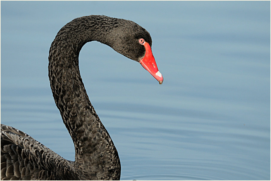 Trauerschwan (Cygnus atratus)