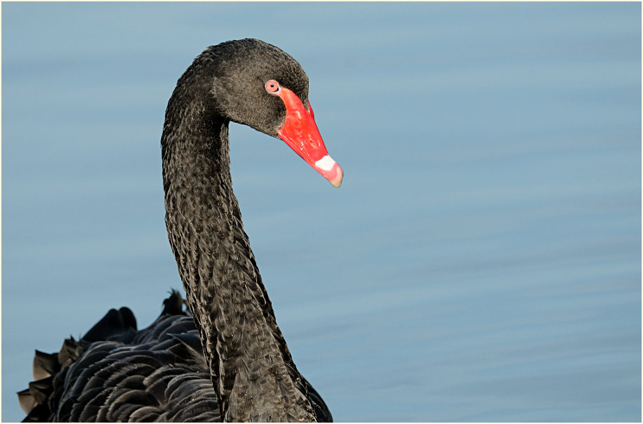 Trauerschwan (Cygnus atratus)