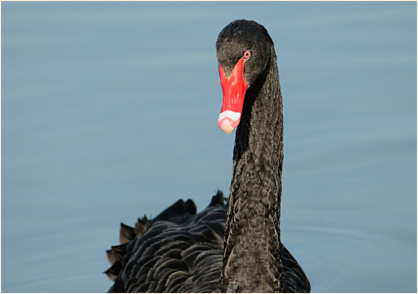 Trauerschwan (Cygnus atratus)