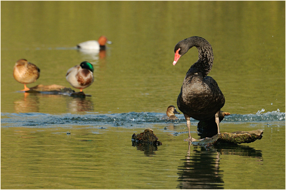 Trauerschwan (Cygnus atratus)