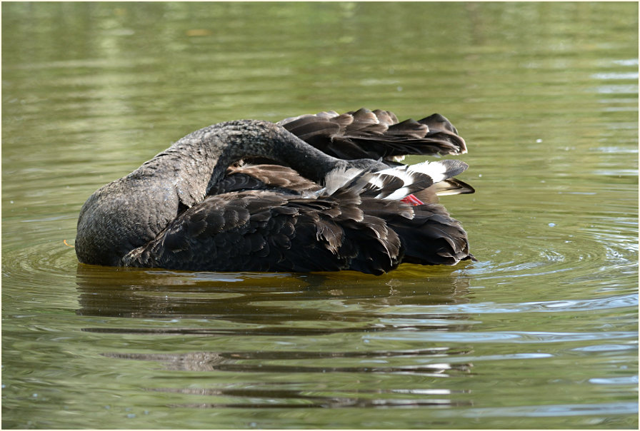 Trauerschwan (Cygnus atratus)