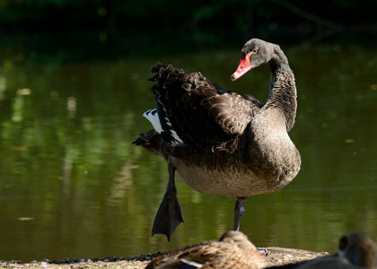 vergrößern