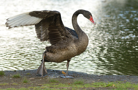 vergrößern