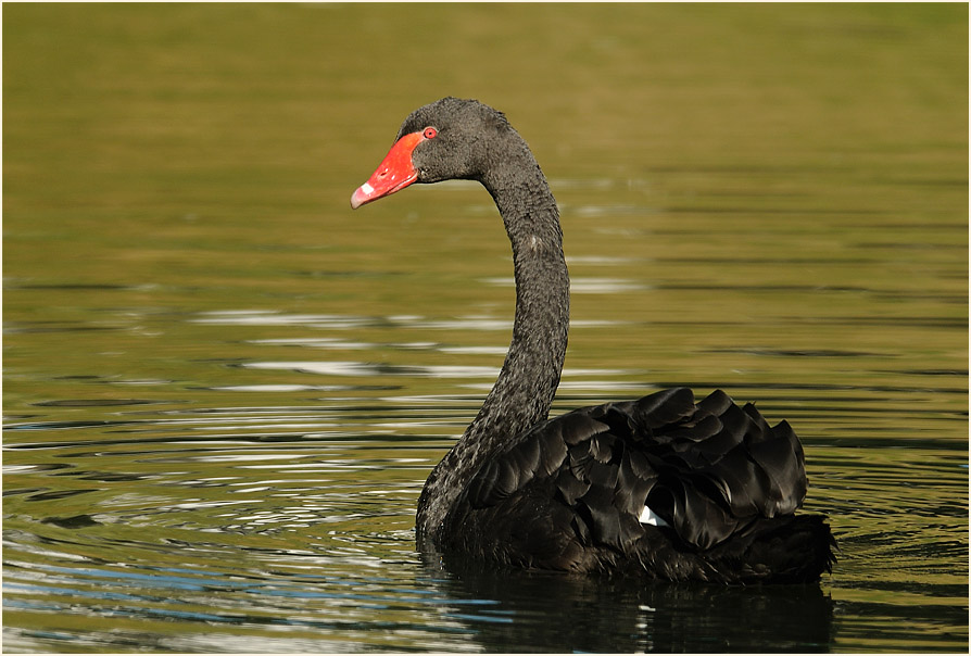 Trauerschwan (Cygnus atratus)