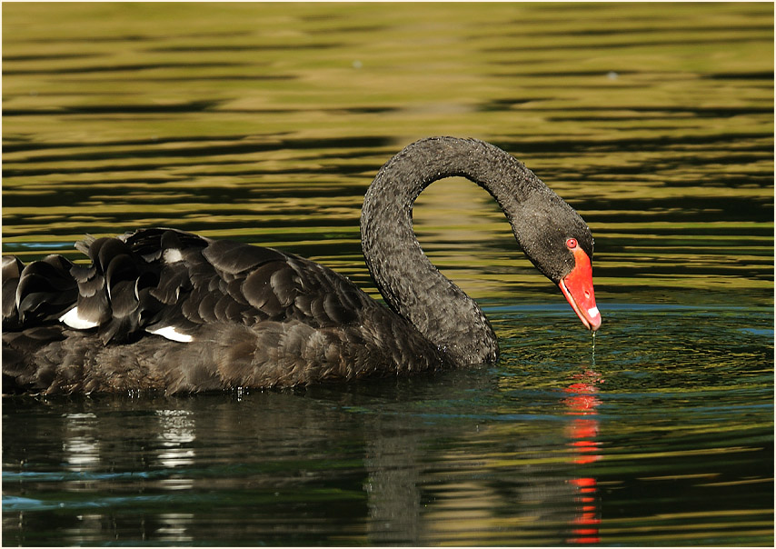 Trauerschwan (Cygnus atratus)