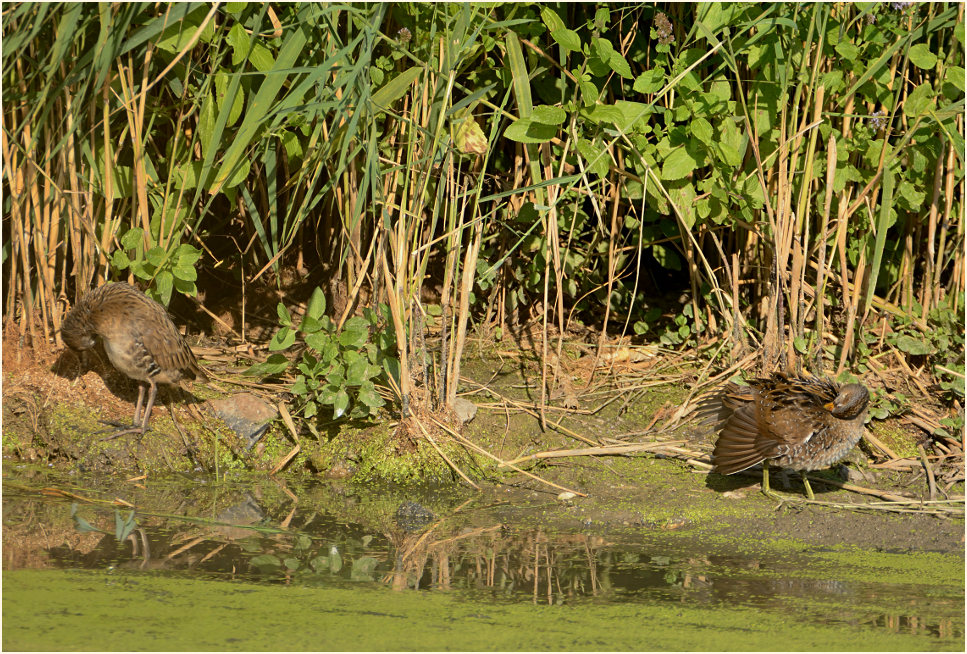 Tüpfelsumpfhuhn (Porzana porzana)