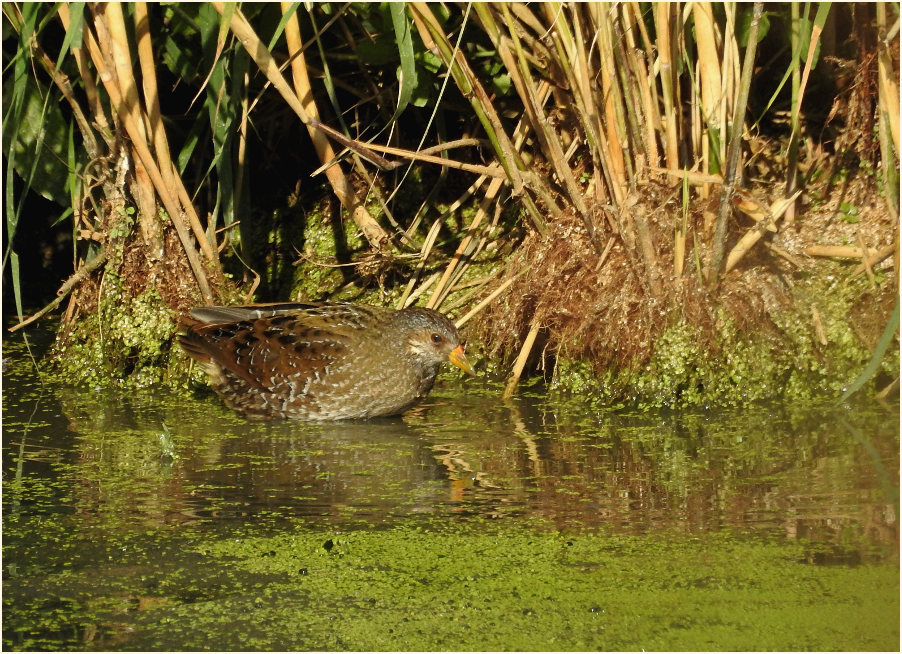 Tüpfelsumpfhuhn (Porzana porzana)