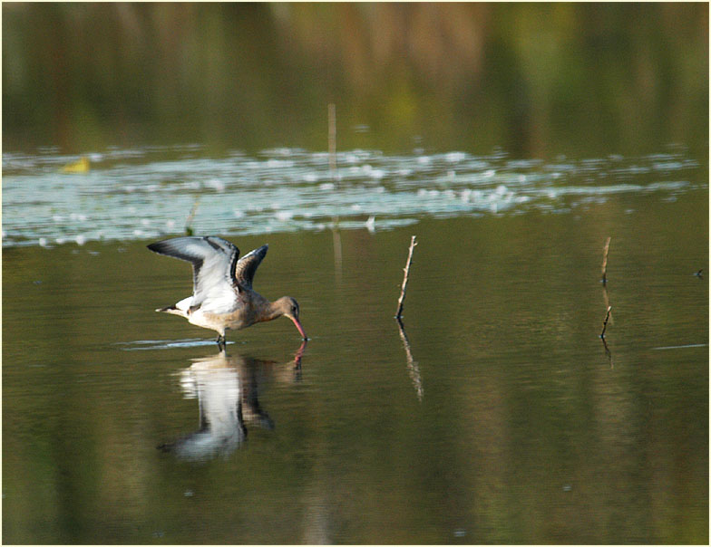 Uferschnepfe (Limosa limosa)