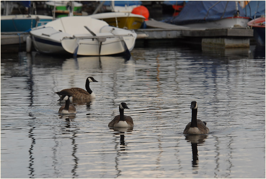 Kanadag&auml;nse Unterbacher See