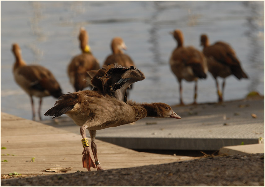 Nilgansfamilie Unterbacher See