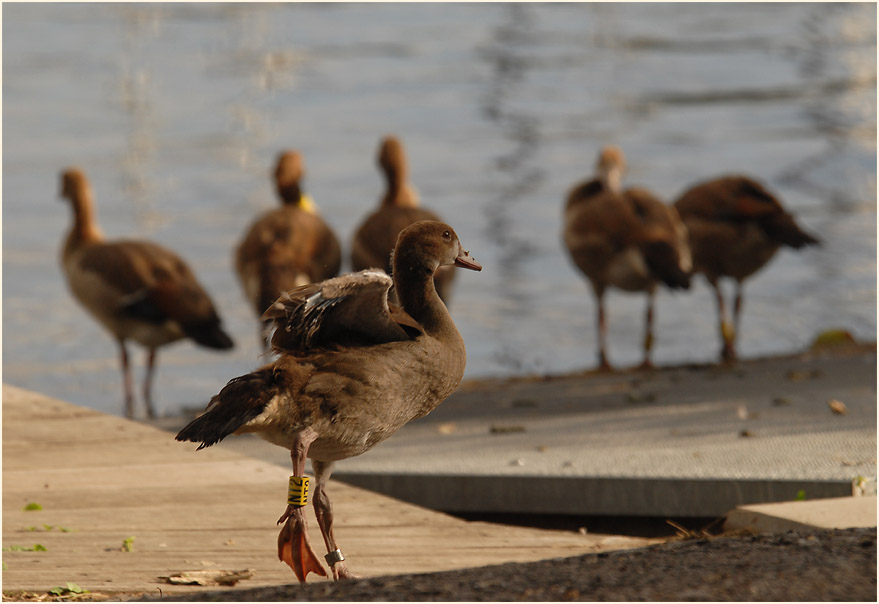 Nilgansfamilie Unterbacher See