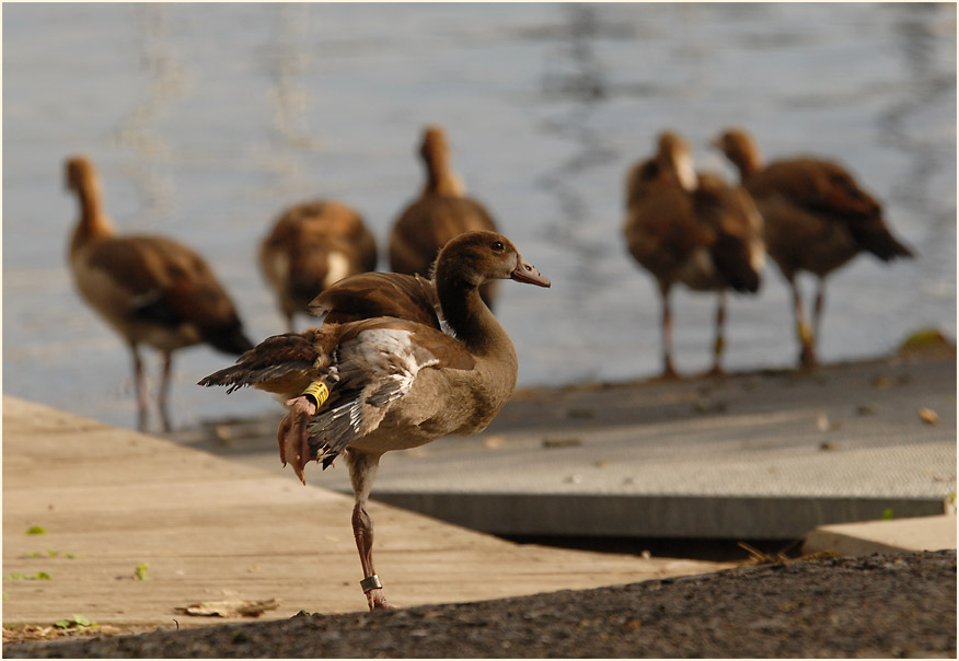 Nilgansfamilie Unterbacher See