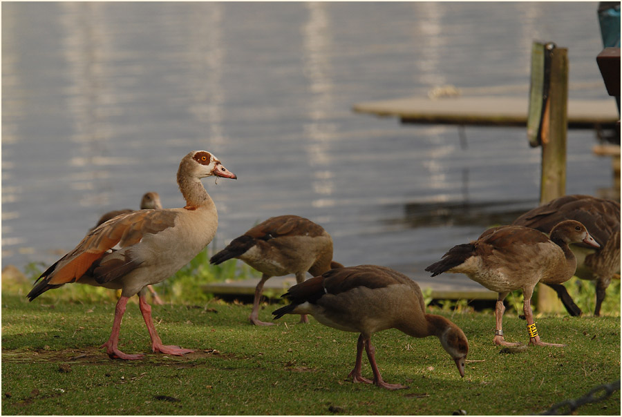 Nilgansfamilie Unterbacher See