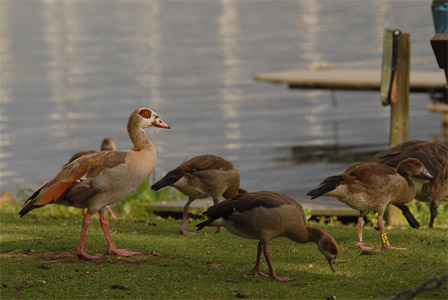 vergrößern