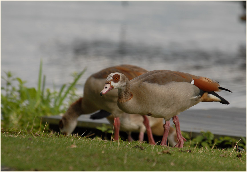 Nilg&auml;nse Unterbacher See