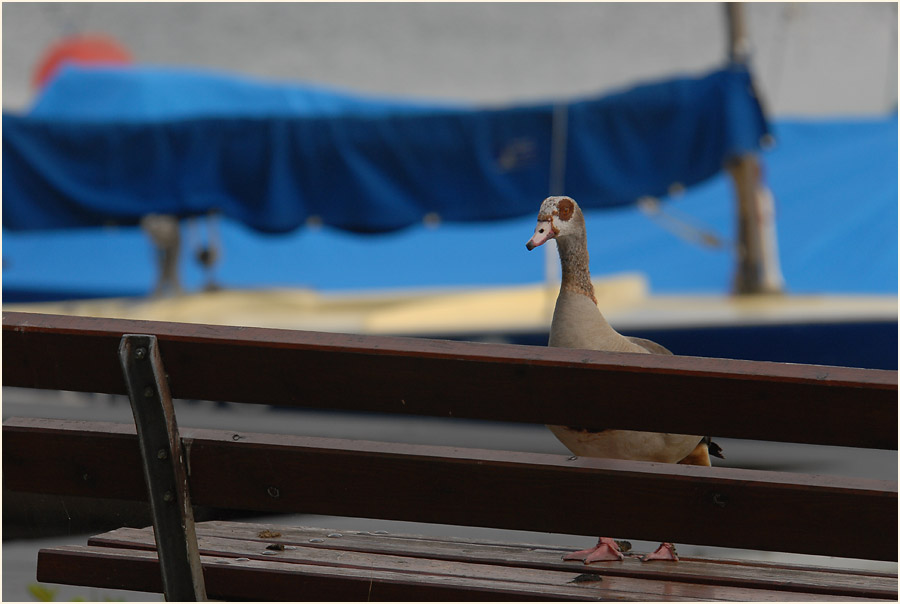 Nilgans Unterbacher See