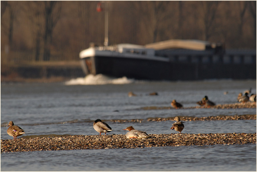 Urdenbacher Kämpe Düsseldorf