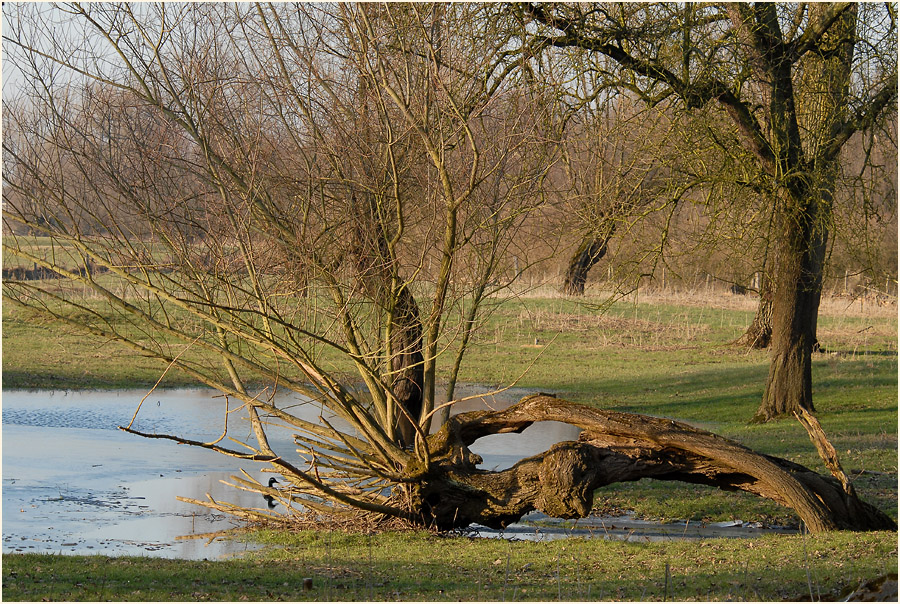 Urdenbacher Kämpe Düsseldorf