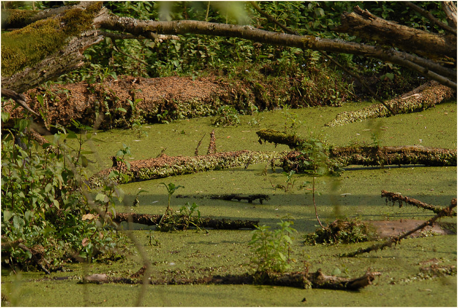 Urdenbacher Kämpe Düsseldorf