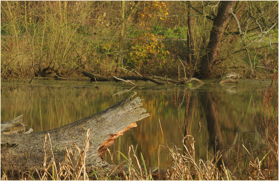 Urdenbacher Kämpe Düsseldorf