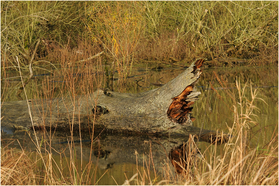 Urdenbacher Kämpe Düsseldorf