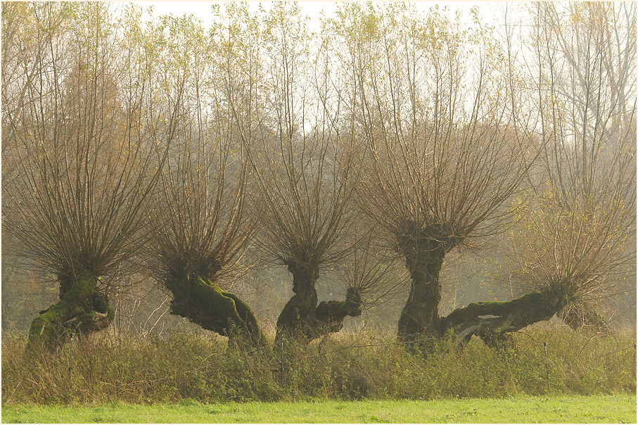 Urdenbacher Kämpe Düsseldorf