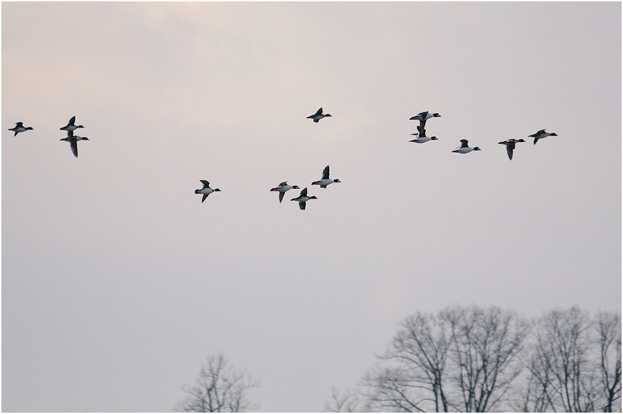 Schellenten, Urdenbacher Kämpe Düsseldorf