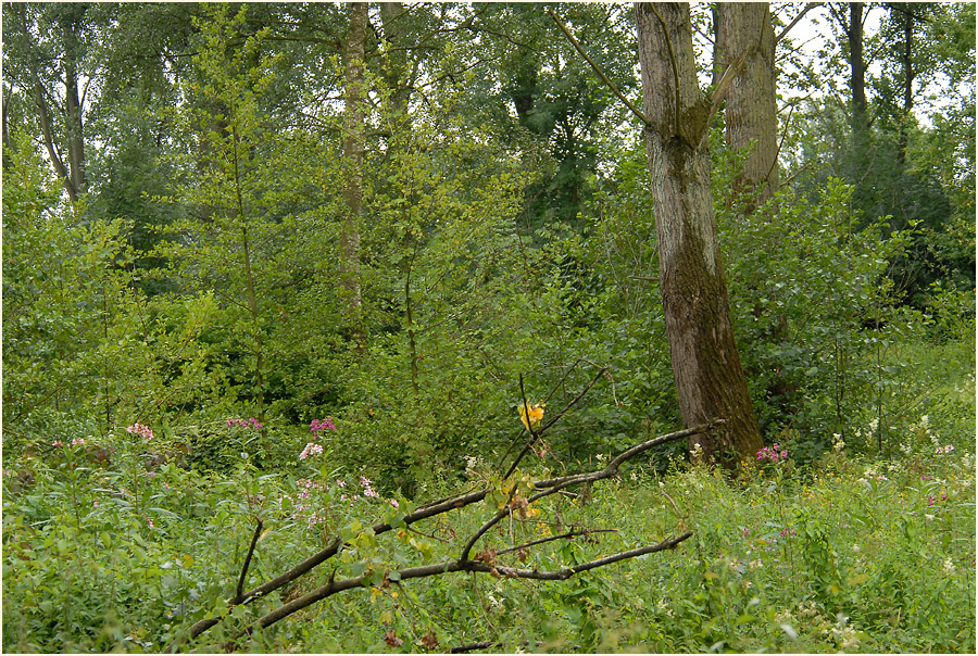 Urdenbacher Kämpe Düsseldorf