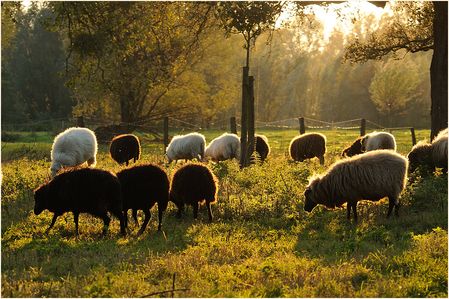 Skudden, Urdenbacher Kämpe Düsseldorf
